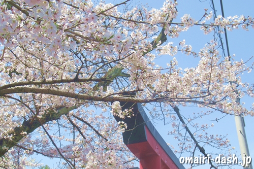 千代保稲荷神社名古屋支所(名古屋市千種区)桜