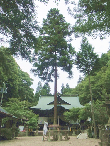 内々神社(愛知県春日井市)御神木の大杉