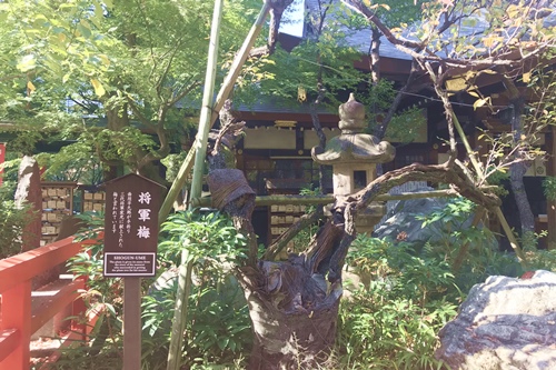 愛宕神社(東京都港区)将軍梅