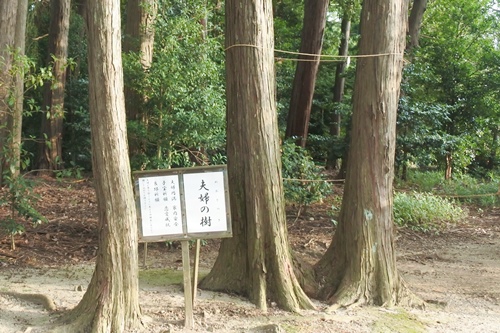 糟目春日神社(愛知県豊田市)夫婦の樹