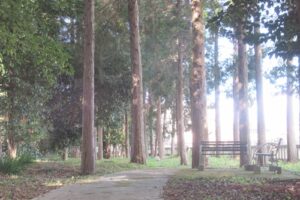白山神社(岐阜県多治見市)鎮守の森の小径