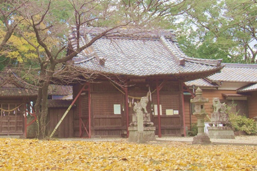 犬ヶ坪神明社(愛知県刈谷市)拝殿とイチョウの絨毯