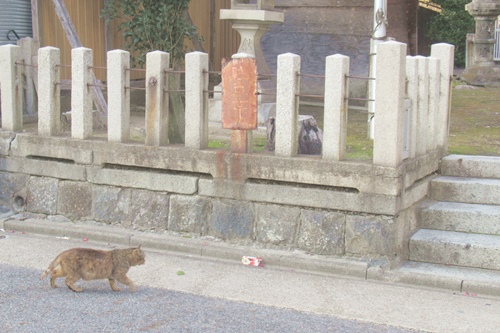 須佐之男神社(中村区名駅南)にお参りしに来た猫