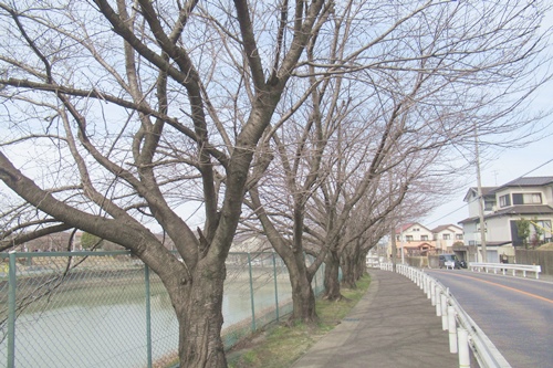 上新池(愛知県東浦町)桜並木