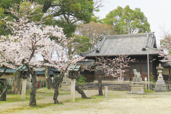 入海神社(愛知県東浦町)拝殿と桜