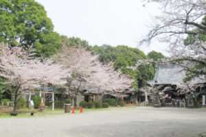 洲原神社(愛知県刈谷市)境内の桜01