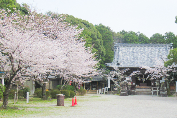 洲原神社(愛知県刈谷市)桜と拝殿01