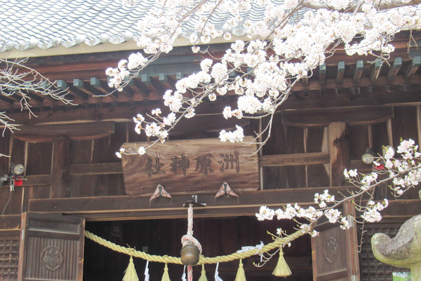 洲原神社(愛知県刈谷市)拝殿前の桜01