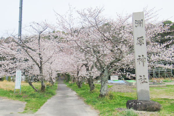 洲原神社(愛知県刈谷市)参道入口の桜01