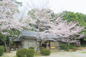 洲原神社(愛知県刈谷市)社務所前の桜01