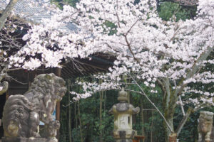 洲原神社(愛知県刈谷市)狛犬と桜01