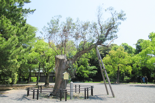 【氣比神宮】ユーカリの木｜敦賀市指定天然記念物