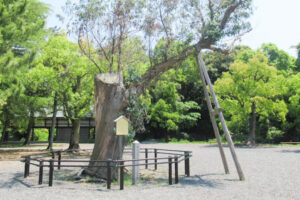 氣比神宮(福井県敦賀市)ユーカリの木01